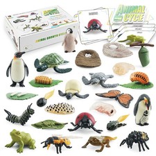 Bisofice Life Cycle Learning Education Montessori Toys Toddler Education UBCN