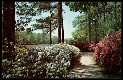 Postcard Chrome The Botonical Gardens Norfolk Virginia