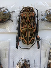  LOT OF 10 ACROCINUS LONGIMANUS MIX 60-65MM NEW  FROM PERU ATALAYA AMAZING 