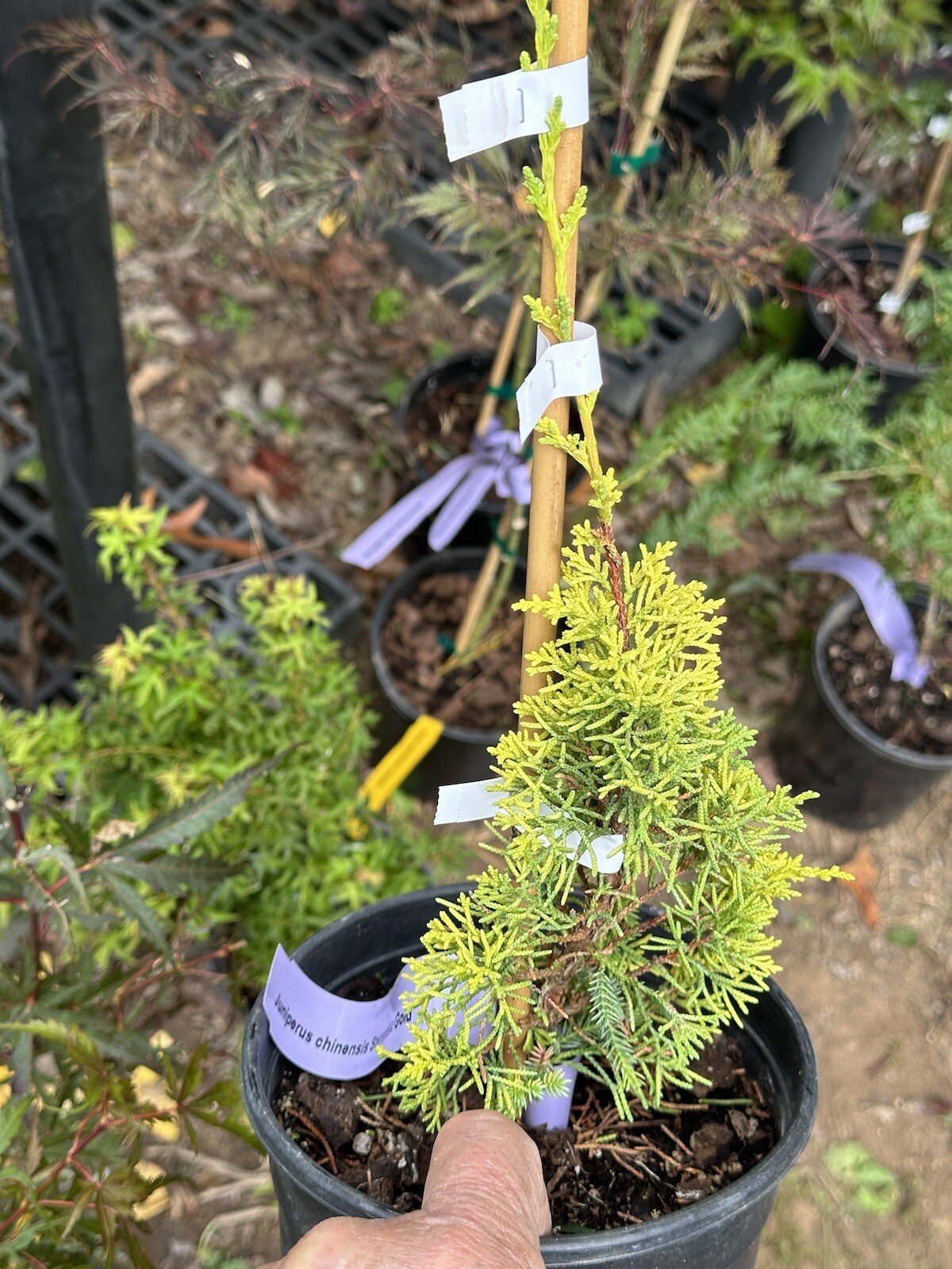 NEW LISTING Juniperus chinensis 'Shimpaku Gold Rare Rare Rare