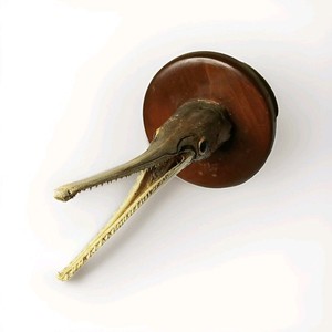 Vintage Original Taxidermy Rare Longnose Gar Fish Wall Mount 12" Hat Rack Holder