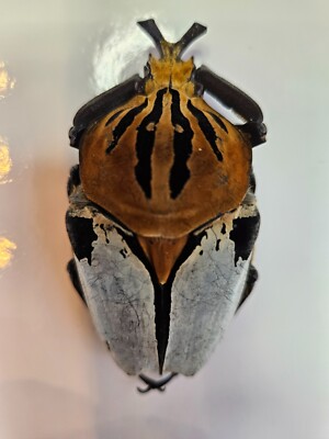 Goliathus Cacicus | eBay