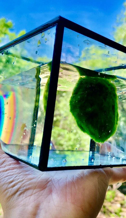 Cubo de agua grande de musgo vivo para acuario musgo acuario con arco iris en el sol Foto 3 de 4