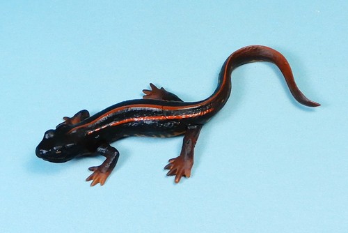 Kaiyodo Animatales Animal in Japan Choco Q Okinawa Sword tail newt mini Figure