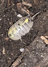 Isopod Armadillidium "Japanese Dalmatian/Magic Potion" 20ct MIX SIZE