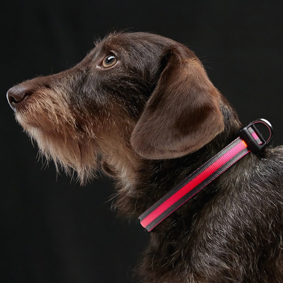 Accessori per Cani Collare LED per Cani B81 Taglia: XS foto 2