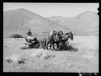 Mantua,Utah,UT,Box Elder County,Farm Security Administration,August 1940,FSA 1