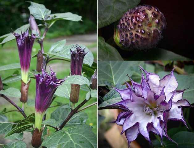 Datura Metel Seeds - BLACK DEVIL - Fragrant, Rare Tropical - 10 Seeds | eBay