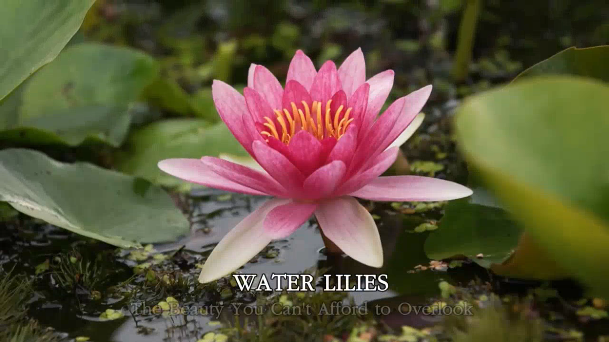 Orange 'Peaches & Cream' Hardy Water Lily Tuber - Live Aquatic Plant For Ponds & Aquariums