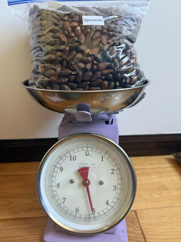 Piñones piñones frescos crudos California 2025 con cáscara 5 libras por 125 dólares Foto 4 de 4