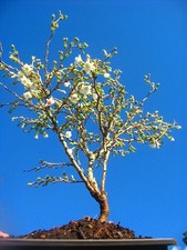 18inch inc. pot Japanese Flowering Cherry Bonsai Tree - kojo no mai