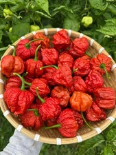 Big Bayou Mama Pepper Seeds