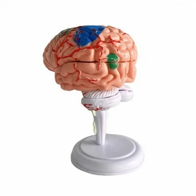 Modèle de Cerveau En 3D à Assembler pour Classe, Étudiants, Enseignants - Photo 1/4