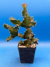 Spiral Euphorbia Tortilis Twisted Spurge In 3.5" Pot Super Healthy - Overgrown!