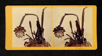 Flowering Cactus Plant Stereoview Kilburn Brothers Littleton NH Botany Antique