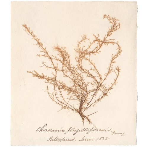 Antique 1833 Scottish dried sea algae herbarium 27 Chordaria flagelliformis