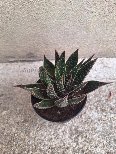 Pianta Succulenta Stilizzata Illustrazione Vettoriale - Illustrazione di botanica, bello: 164726696