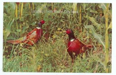 Mason City, Iowa, Greetings, Ring Necked Pheasants (Mmisc IA85