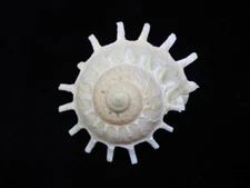 Sea shell Stellaria solaris 80mm ID#8299