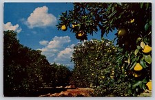 Postcard Citrus in Arizona  Grown to Become One of the Largest Revenue Sources
