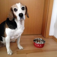 Karlie - Beschreibbarer Futternapf - Rot Hund Hundenapf Wassernapf Napf SchüSsel