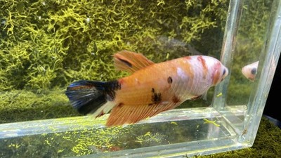 Giant Betta male multi color ready breeding size 5 month old–3 Inch(9cm ...