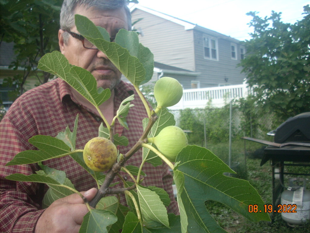 Fig tree cuttings , Atreano ,Large yellow, delicious Two crops, 6 pcs set, $30 !