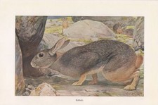 Hase  Leporidae  Rothase  Kaninchen Nager  Farbdruck 1914