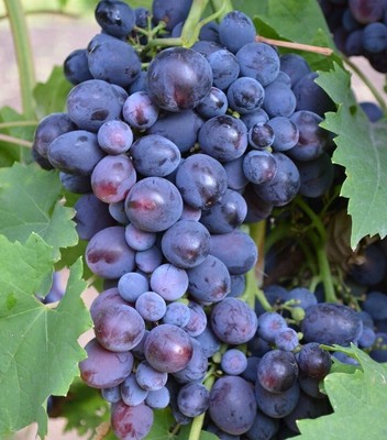 5+ Cutting Isabella Grape (Vitis vinifera) Original Fresh Cutting