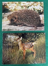 Vintage Collectacard Wildlife Postcards Hedgehog Deer J Arthur Dixon Unposted