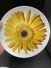 Set Of 5 Crate And Barrel 8” Stoneware Sunflower/Daisy Salad/Dessert Plates — photo 7