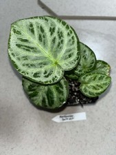 Anthurium Dorayaki Silver Blush 4 Inch Pot Florida 