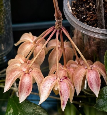 Hoya Undulata Splash Rare Silver Splash Hoya Exotic Wavy Leaf Grow In Pot