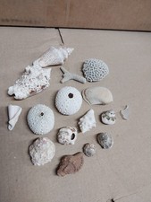 Miscellaneous Collection Of Seashells, Coral  1 Piece Of Sea Glass
