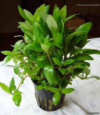 Staurogyne Repens - BUY3GET1FREE - Live Foreground Plant