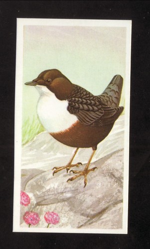 Dipper--1990 Brooke Bond British Tea Card