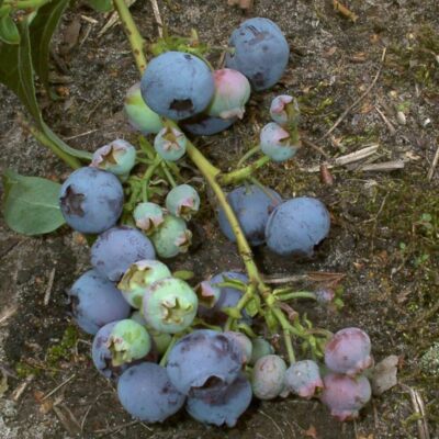 Duke Heidelbeere   beliebte Premium-Blaubeere für Garten & Naschobst