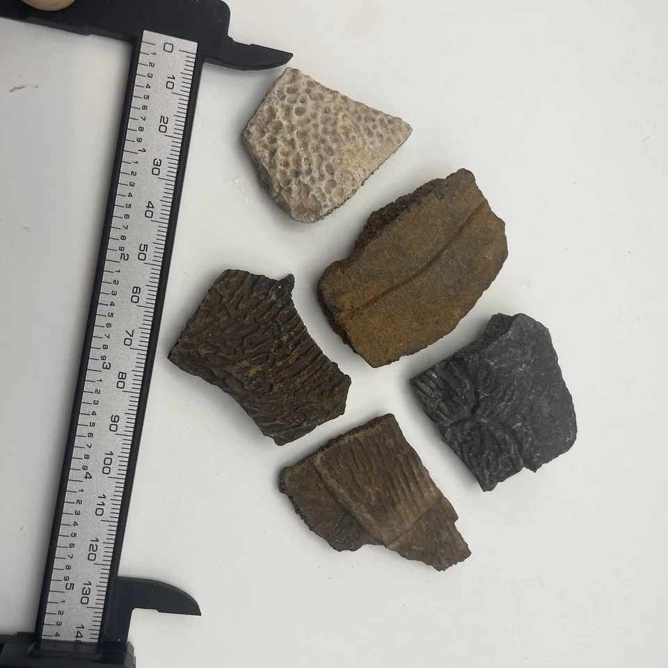 Turtle Shell Fossil Lot Ice Age Turtle Shell Fossils From Florida - Image 2 of 4