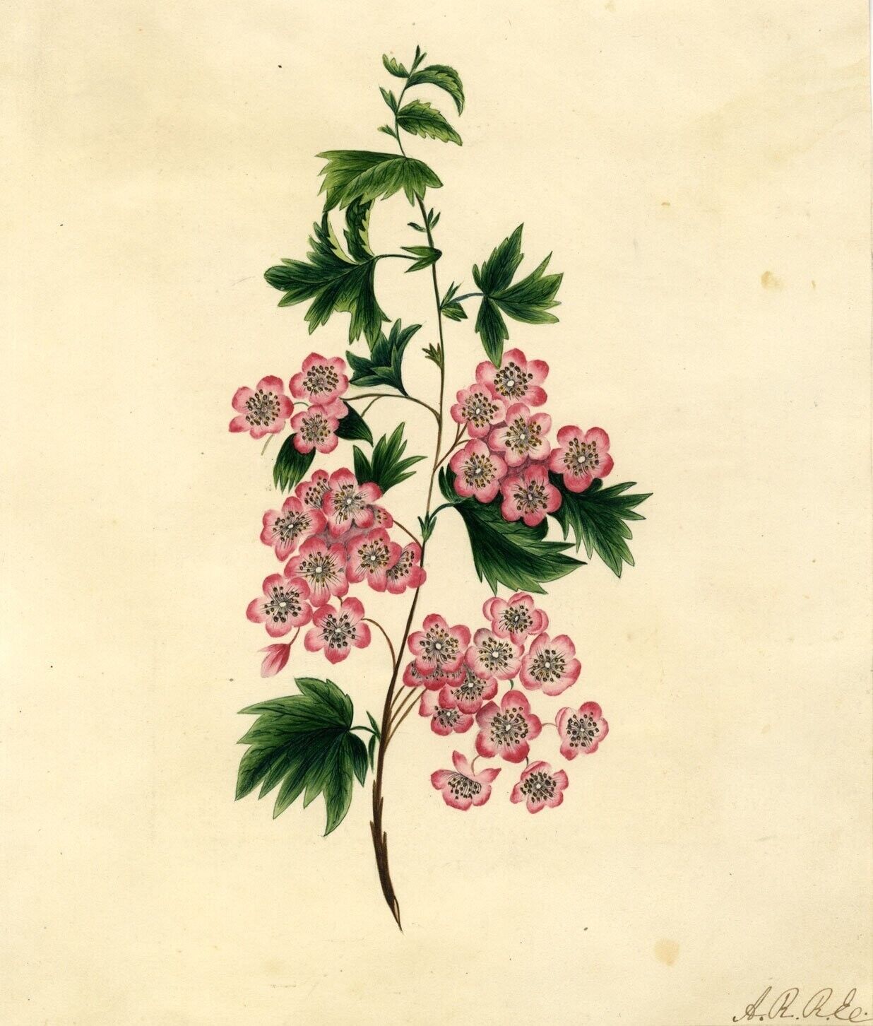 Pink Saxifrage Flowers – Original early 19th-century watercolour painting Popularne i wysoko oceniane