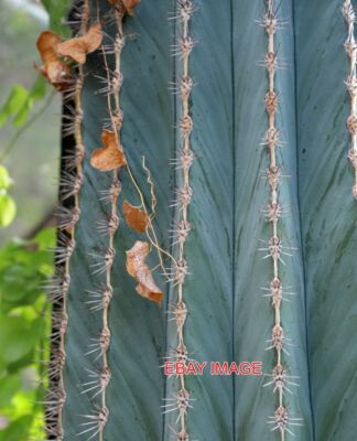 FOTO CAMBRIDGE UNIVERSITY BOTANISCHER GARTEN TREIBHAUS GRÜNER KAKTUS KAKTEEN BOKEH