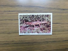  Dandy Gum 1969 Wild Animals H53 Johnstone's Crocodile 