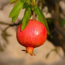 PARFIANKA Granatapfel Obstpflanze im Topf 20 ...