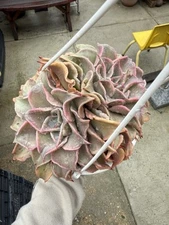 Rare Succulent-Echeveria Madiba Two Heads Cluster BIG & Gorgeous!