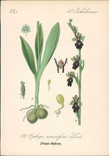 Chromolithographie : Fliegentragende Ragwurz. Fliegen-Ophrys. Ophrys muscifera H