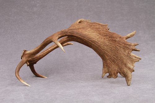 JUEGO DE ASTAS DE GAMO NATURALMENTE COBERTIZO (PAR, CUERNO, TALLA, TAXIDERMIA) - Imagen 10 de 24