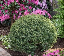 3 x Ilex crenata 'Stokes‘ Kugel 25 - 35 cm(Berg Ilex)Buxbaum Buxus Buchs Ersatz 