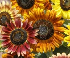 SUNFLOWER SEEDS 50+ AUTUMN BEAUTY MIX ANNUAL GARDEN BEES BIRDS Free Shipping