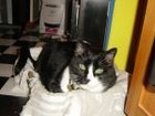 tuxedocat94