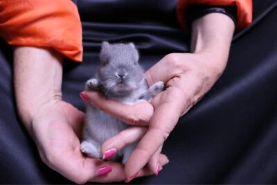 Baby Netherland Dwarf Rabbits For Sale Sydney When 8 Weeks Old Rabbits Gumtree Australia Willoughby Area Chatswood 1275450740