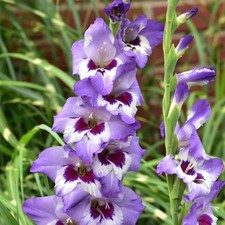 5 - GLADIOLUS VISTA Flower Bulbs  EYE CATCHING PERENNIAL - U S SELLER
